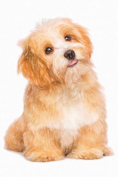 Havanese: Bichon Havanese Dog In Watercolor by Paul Rommer