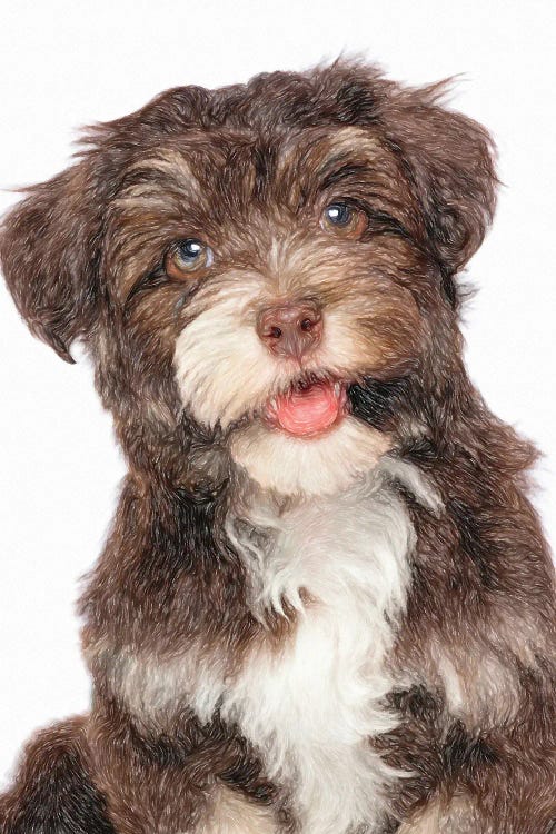 Bichon Havanese Dog In Watercolor II