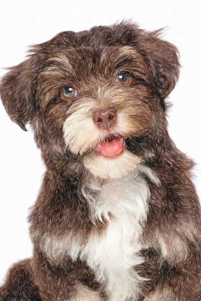 Havanese: Bichon Havanese Dog In Watercolor II by Paul Rommer