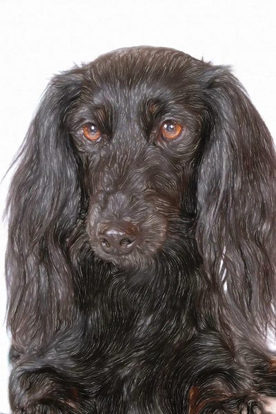 Dachshunds: Black Dachshund Dog In Watercolor II by Paul Rommer