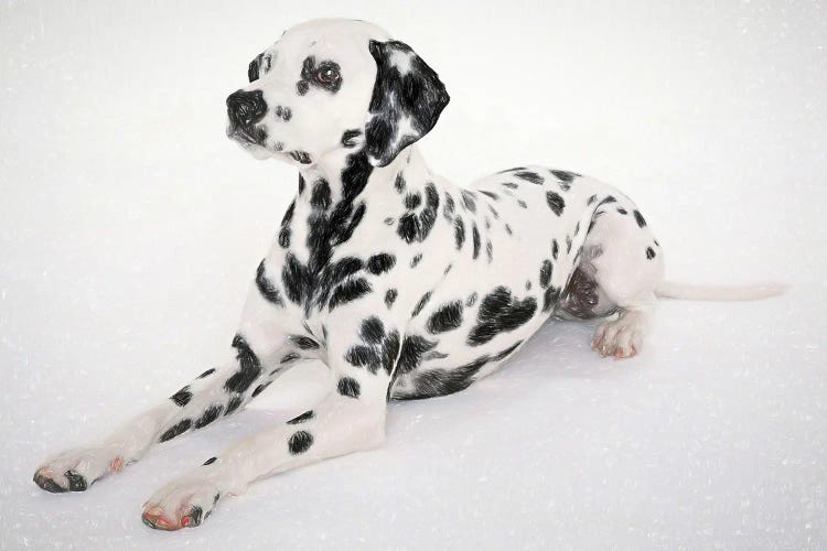 Dalmatian Dog In Watercolor