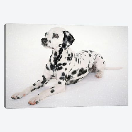 Dalmatian Dog In Watercolor Canvas Print #PUR3626} by Paul Rommer Canvas Artwork
