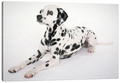 Dalmatian Dog In Watercolor Canvas Art Print - Dalmatian Art