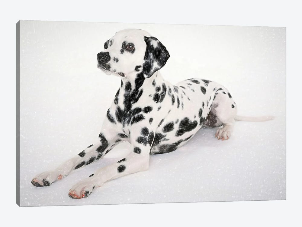 Dalmatian Dog In Watercolor by Paul Rommer 1-piece Canvas Artwork