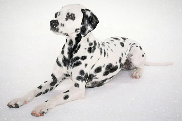 Dalmatians: Dalmatian Dog In Watercolor by Paul Rommer