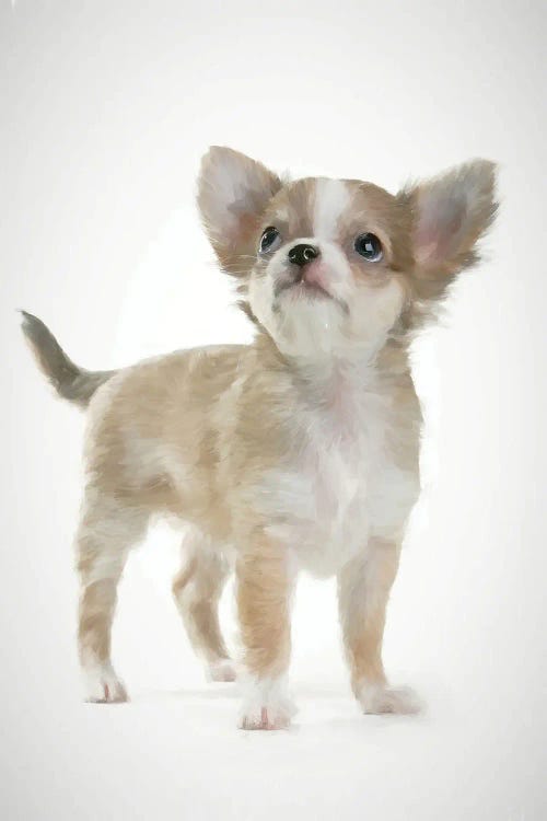 Chiguagua dog in watercolor by Paul Rommer wall art