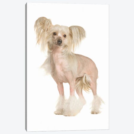 Chinese Crested In Watercolor Canvas Print #PUR3629} by Paul Rommer Canvas Print