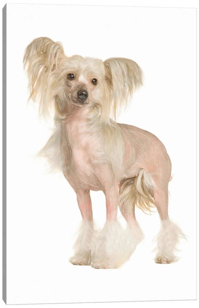 Chinese Crested In Watercolor Canvas Art Print