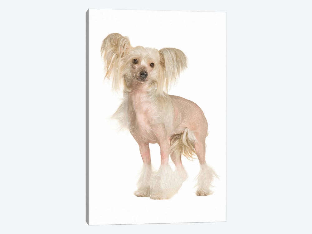 Chinese Crested In Watercolor by Paul Rommer 1-piece Canvas Art Print
