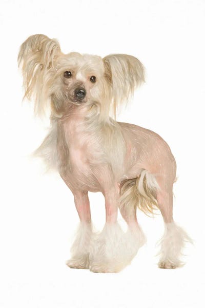 Chinese Crested: Chinese Crested In Watercolor by Paul Rommer