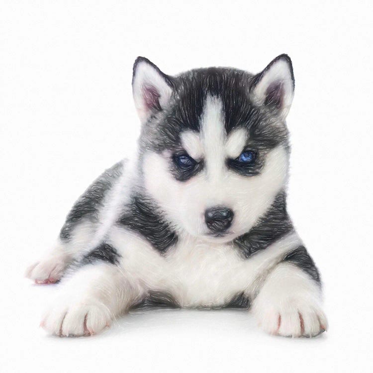 Husky Siberiano In Watercolor