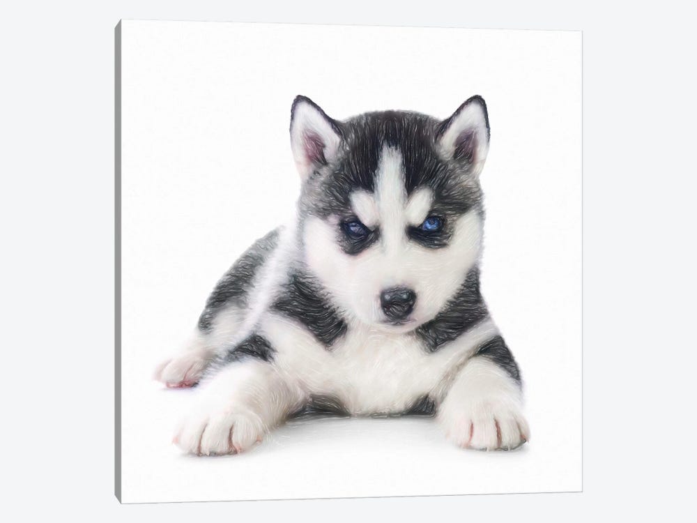 Husky Siberiano In Watercolor by Paul Rommer 1-piece Canvas Wall Art