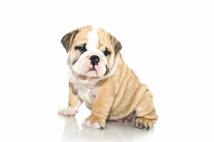 Bulldog Ingles In Watercolor