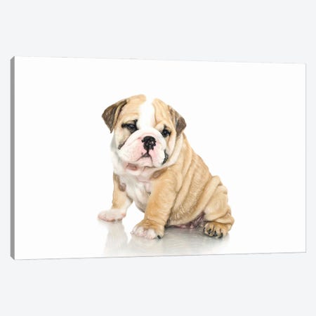 Bulldog Ingles In Watercolor Canvas Print #PUR3638} by Paul Rommer Canvas Wall Art