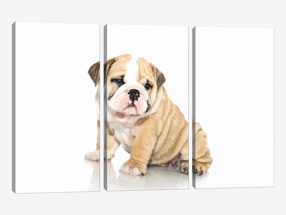 Bulldog Ingles In Watercolor by Paul Rommer 3-piece Canvas Art Print