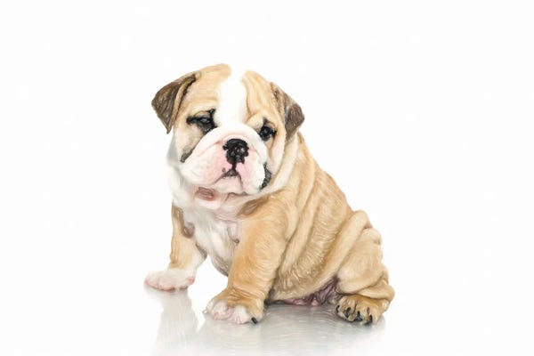 Bulldog Ingles In Watercolor