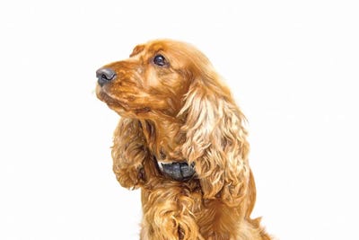 Cocker Spaniel Inglés In Watercolor by Paul Rommer metal wall art