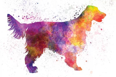 Irish Red & White Setters