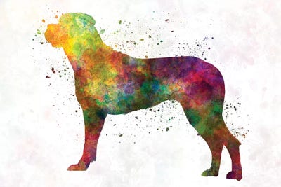 Italian Corso Dog In Watercolor by Paul Rommer canvas print