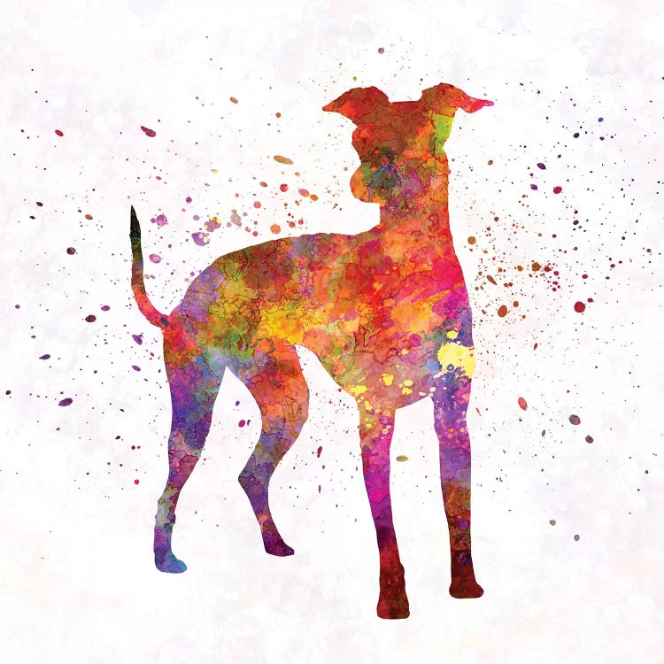 Italian Greyhound In Watercolor