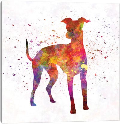 Italian Greyhound In Watercolor Canvas Art Print - Italian Greyhound Art