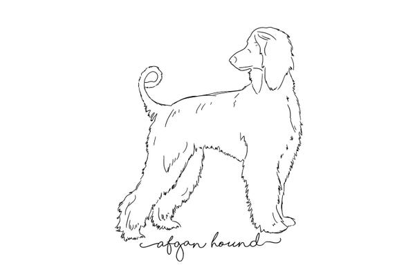 Afghan Hounds: Afgan Hound Sketch II by Paul Rommer