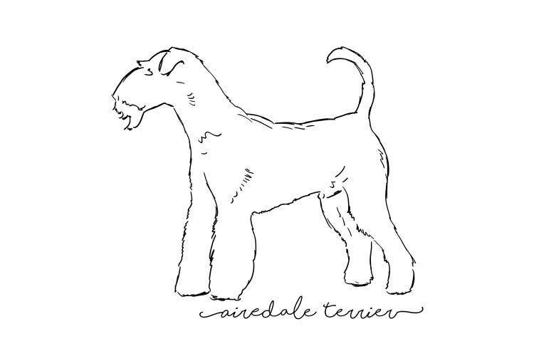 Airedale Terrier Sketch