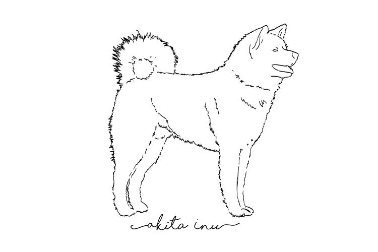 Akita Sketch II