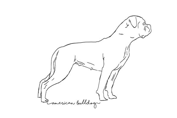 American Bulldogs: American Bulldog II Sketch by Paul Rommer