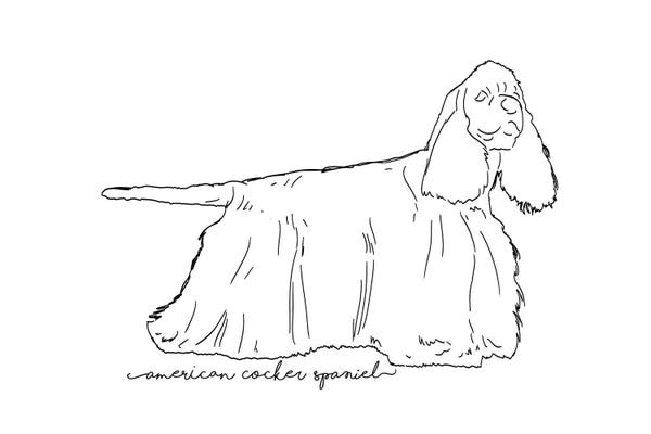Spaniels: American Cocker Spaniel Sketch by Paul Rommer