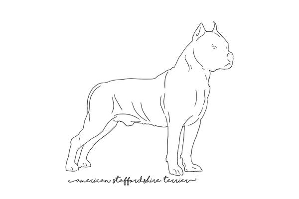 American Staffordshire Terriers: American Staffordshire Terrier Sketch by Paul Rommer