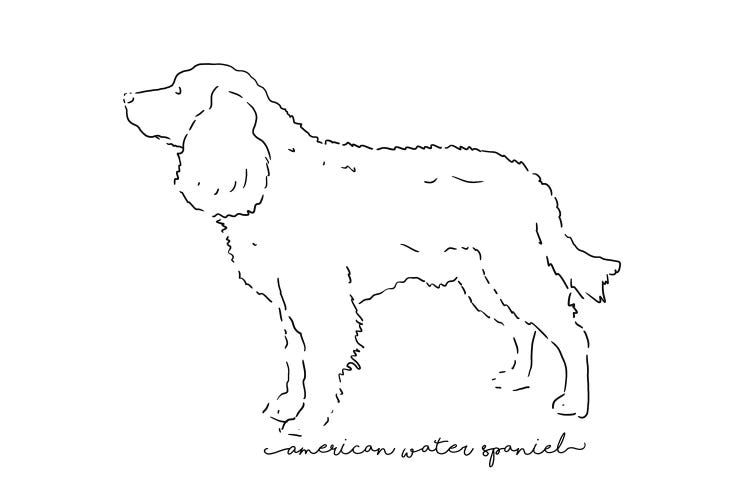 American Water Spaniel Sketch