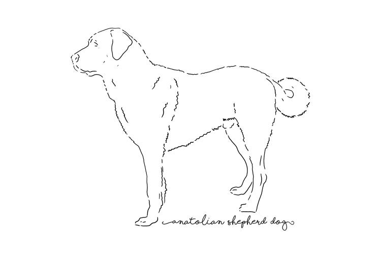 Anatolian Shepherd Dog Sketch