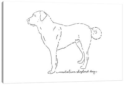 Anatolian Shepherd Dog Sketch Canvas Art Print