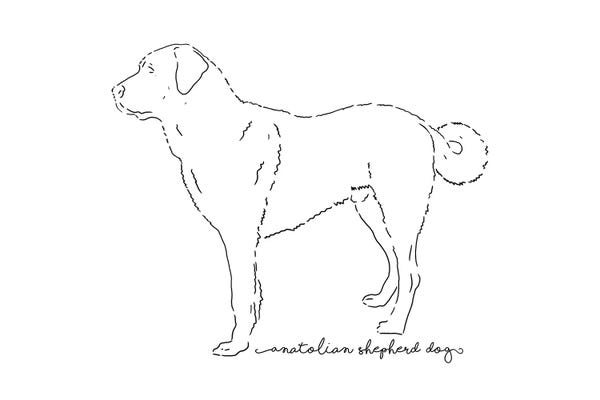 Anatolian Shepherd Dogs