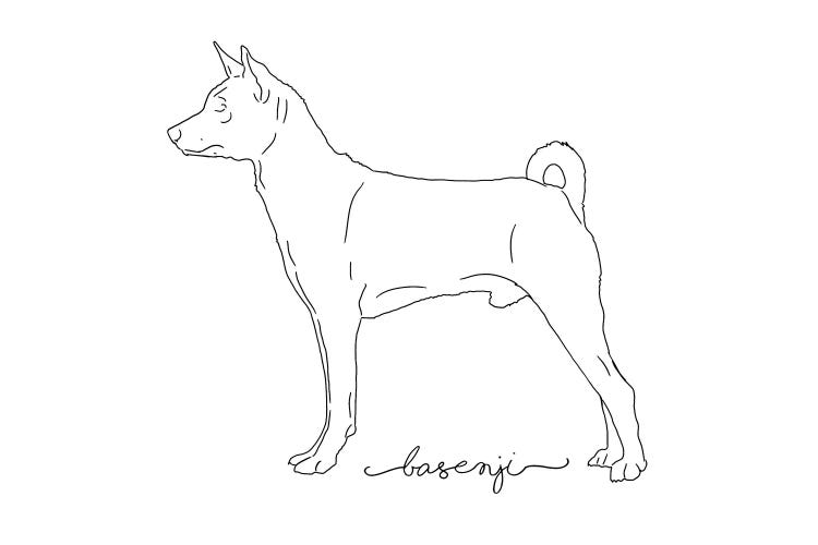 Basenji Sketch Black