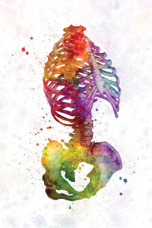 Human Skeleton In Watercolor