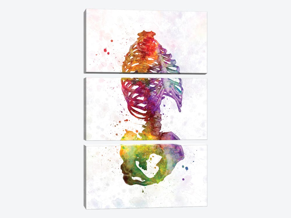 Human Skeleton In Watercolor by Paul Rommer 3-piece Canvas Print