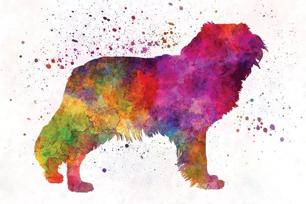 Spaniels: Kooikerhondje In Watercolor by Paul Rommer