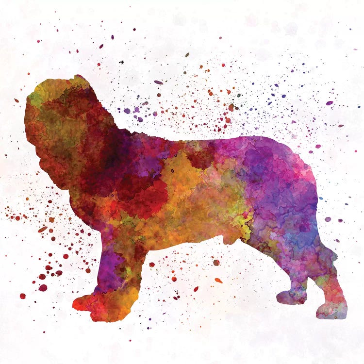 Napolitan Mastiff In Watercolor