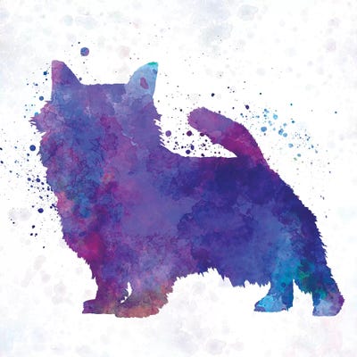 Norwich Terriers