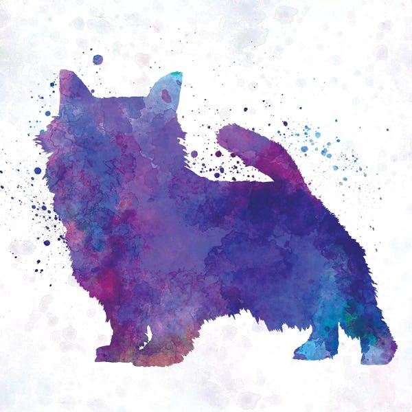 Norwich Terriers
