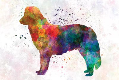 Nova Scotia Duck Tolling Retrievers