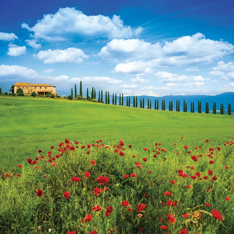 Red Poppy Flowers In Tuscany Italy