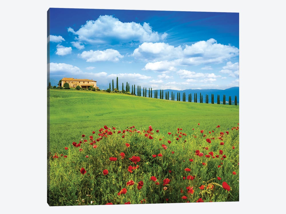 Red Poppy Flowers In Tuscany Italy by Paul Rommer 1-piece Canvas Art Print
