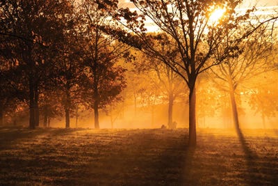 Autumn Sun by Paul Rommer canvas print