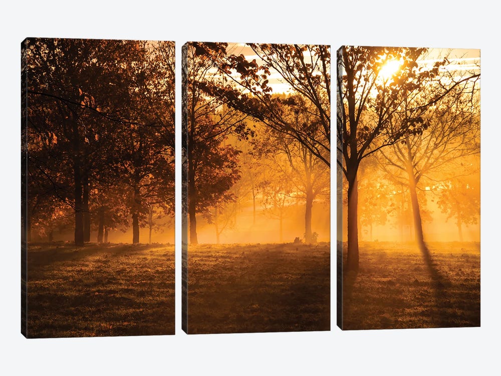 Autumn Sun by Paul Rommer 3-piece Canvas Art Print