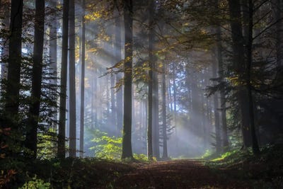 Marchenwald by Paul Rommer art print