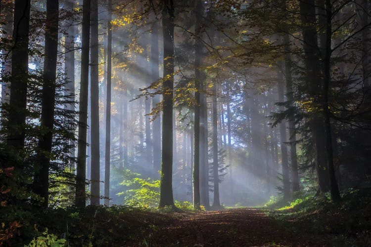 Marchenwald by Paul Rommer wall art