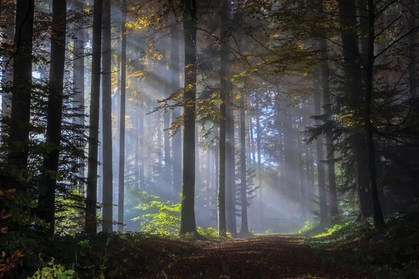 Paul Rommer: Marchenwald by Paul Rommer